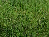 Carex canescens 11, Zompzegge, Saxifraga-Hans Boll