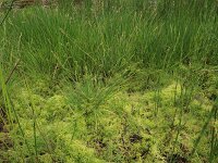 Carex canescens 12, Zompzegge, Saxifraga-Hans Boll