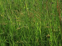 Carex canescens 13, Zompzegge, Saxifraga-Hans Boll