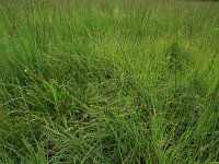 Carex canescens 14, Zompzegge, Saxifraga-Hans Boll