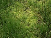 Carex canescens 17, Zompzegge, Saxifraga-Hans Boll