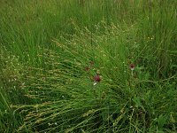 Carex canescens 19, Zompzegge, Saxifraga-Hans Boll