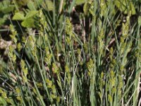 Carex canescens 2, Zompzegge, Saxifraga-Peter Meininger