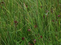 Carex canescens 20, Zompzegge, Saxifraga-Hans Boll