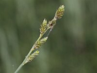 Carex canescens 3, Zompzegge, Saxifraga-Peter Meininger