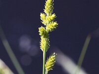 Carex canescens 4, Zompzegge, Saxifraga-Peter Meininger