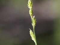 Carex canescens 5, Zompzegge, Saxifraga-Peter Meininger