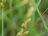 Carex canescens 6, Zompzegge, Saxifraga-Rutger Barendse