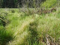 Carex canescens 7, Zompzegge, Saxifraga-Rutger Barendse