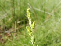 Carex canescens 9, Zompzegge, Saxifraga-Rutger Barendse
