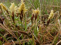 Carex caryophyllea 19, Voorjaarszegge, Saxifraga-Ed Stikvoort : Kapan - Sisian s9900