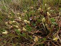 Carex caryophyllea 20, Voorjaarszegge, Saxifraga-Ed Stikvoort : Kapan - Sisian s9900