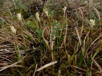 Carex caryophyllea 21, Voorjaarszegge, Saxifraga-Ed Stikvoort : Kapan - Sisian s9900
