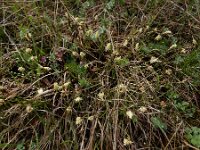 Carex caryophyllea 22, Voorjaarszegge, Saxifraga-Ed Stikvoort : Kapan - Sisian s9900