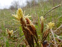 Carex caryophyllea 23, Voorjaarszegge, Saxifraga-Ed Stikvoort : Kapan - Sisian s9900