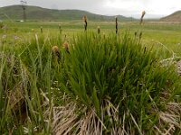Carex cespitosa 2, Polzegge, Saxifraga-Ed Stikvoort : Hermon - Selimpas - Sevanmeer