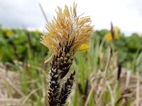 Carex cespitosa 3, Polzegge, Saxifraga-Ed Stikvoort : Hermon - Selimpas - Sevanmeer