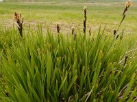 Carex cespitosa 4, Polzegge, Saxifraga-Ed Stikvoort : Hermon - Selimpas - Sevanmeer