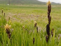 Carex cespitosa 5, Polzegge, Saxifraga-Ed Stikvoort : Hermon - Selimpas - Sevanmeer