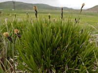 Carex cespitosa 6, Polzegge, Saxifraga-Ed Stikvoort : Hermon - Selimpas - Sevanmeer - Dilijan A900