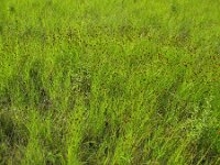 Carex crawfordii