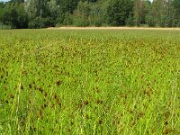 Carex crawfordii 2, Amerikaanse hazenzegge, Saxifraga-Rutger Barendse