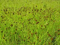 Carex crawfordii 3, Amerikaanse hazenzegge, Saxifraga-Rutger Barendse