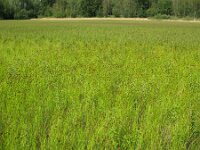 Carex crawfordii 4, Amerikaanse hazenzegge, Saxifraga-Rutger Barendse