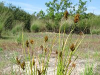 Carex crawfordii 5, Amerikaanse hazenzegge, Saxifraga-Rutger Barendse