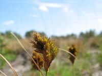 Carex crawfordii 6, Amerikaanse hazenzegge, Saxifraga-Rutger Barendse