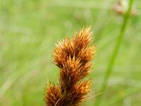 Carex crawfordii 7, Amerikaanse hazenzegge, Saxifraga-Rutger Barendse