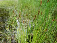 Carex crawfordii 8, Amerikaanse hazenzegge, Saxifraga-Rutger Barendse
