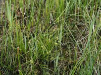 Carex demissa