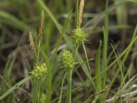 Carex demissa 10, Geelgroene zegge, Saxifraga-Willem van Kruijsbergen