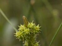 Carex demissa 11, Geelgroene zegge, Saxifraga-Willem van Kruijsbergen