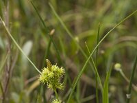 Carex demissa 12, Geelgroene zegge, Saxifraga-Willem van Kruijsbergen