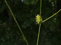 Carex demissa 13, Geelgroene zegge, Saxifraga-Jan van der Straaten