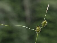 Carex demissa 14, Geelgroene zegge, Saxifraga-Willem van Kruijsbergen
