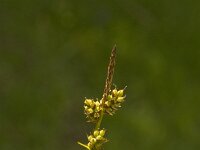 Carex demissa 15, Geelgroene zegge, Saxifraga-Jan van der Straaten