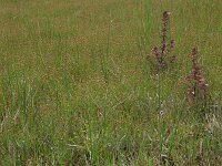 Carex demissa 18, Geelgroene zegge, Saxifraga-Hans Boll