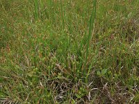 Carex demissa 20, Geelgroene zegge, Saxifraga-Hans Boll