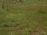 Carex demissa 21, Geelgroene zegge, Saxifraga-Hans Boll