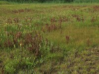 Carex demissa 22, Geelgroene zegge, Saxifraga-Hans Boll