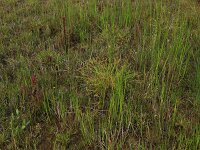 Carex demissa 23, Geelgroene zegge, Saxifraga-Hans Boll