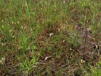 Carex demissa 26, Geelgroene zegge, Saxifraga-Hans Boll