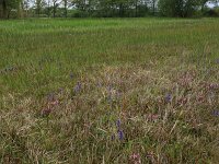 Carex demissa 29, Geelgroene zegge, Saxifraga-Hans Boll