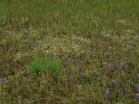 Carex demissa 30, Geelgroene zegge, Saxifraga-Hans Boll