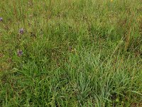 Carex demissa 31, Geelgroene zegge, Saxifraga-Hans Boll