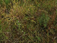 Carex demissa 32, Geelgroene zegge, Saxifraga-Hans Boll