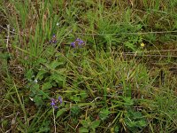 Carex demissa 33, Geelgroene zegge, Saxifraga-Hans Boll
